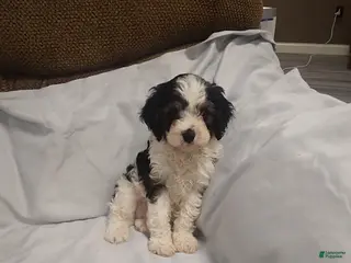 Cavapoo dogs for sale: Gus - Ad 4