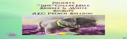 French Bulldog dogs for sale: Phoenyx “Lime Green Collar” Male  - Ad 2