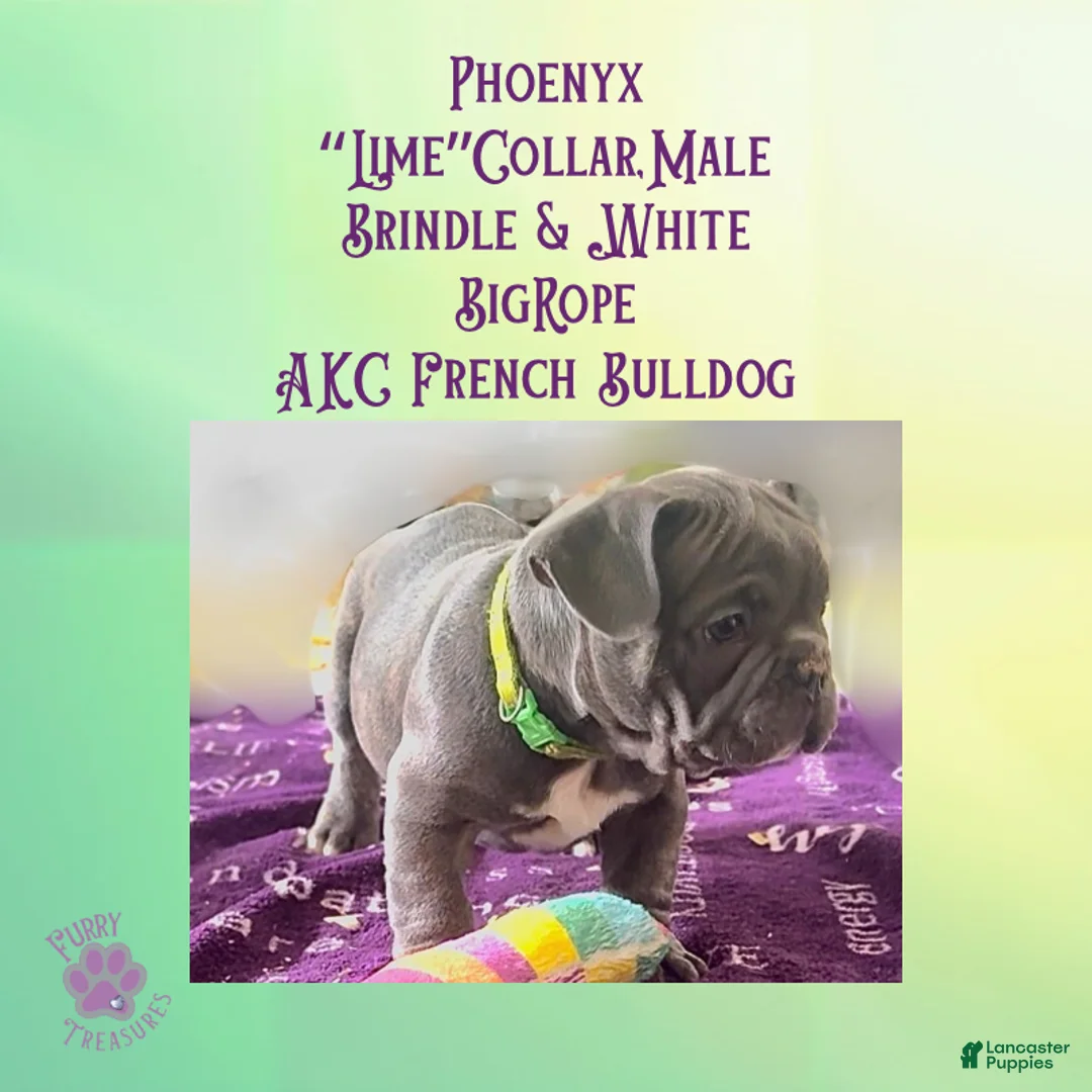 French Bulldog dogs for sale: Phoenyx “Lime Green Collar” Male  - Ad 2