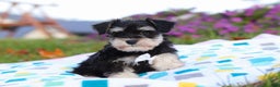 Miniature Schnauzer dogs for sale: Liam - Ad 2