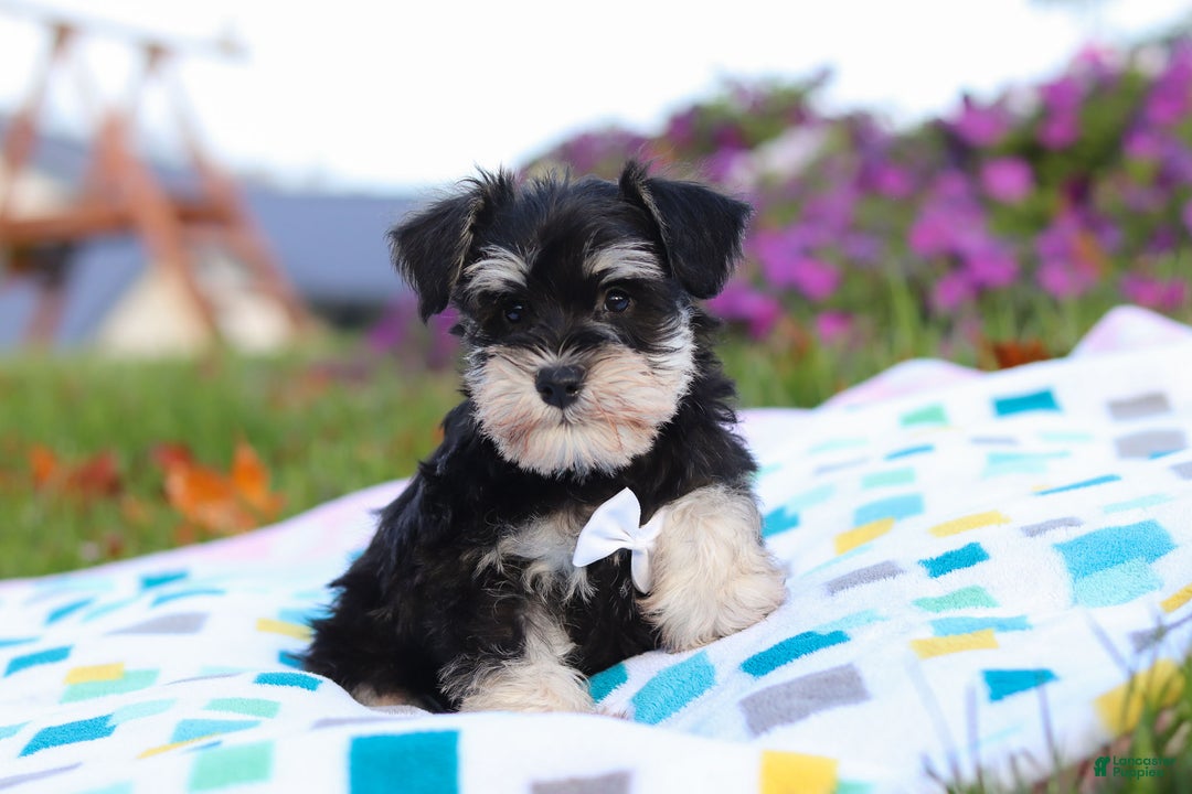 Miniature Schnauzer dogs for sale: Liam - Ad 2