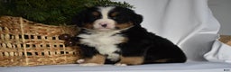 Bernese Mountain Dog dogs for sale: Ryder - Ad 2
