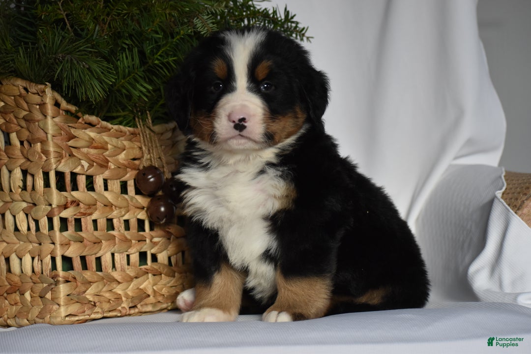 Bernese Mountain Dog dogs for sale: Ryder - Ad 2