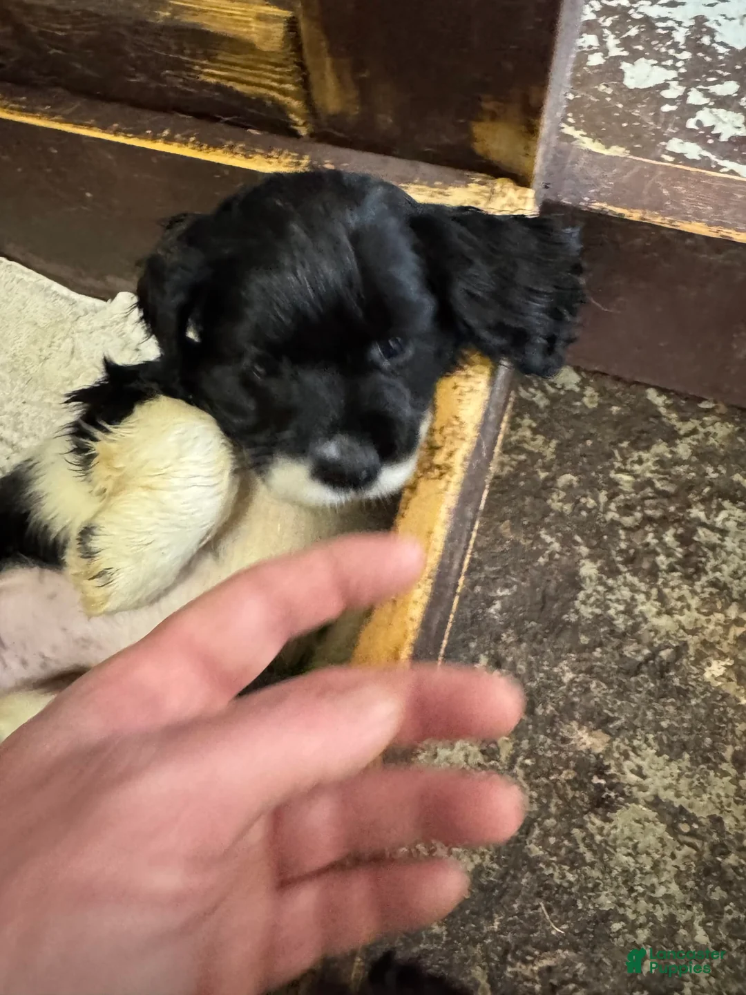 Gallery Image {{count}}