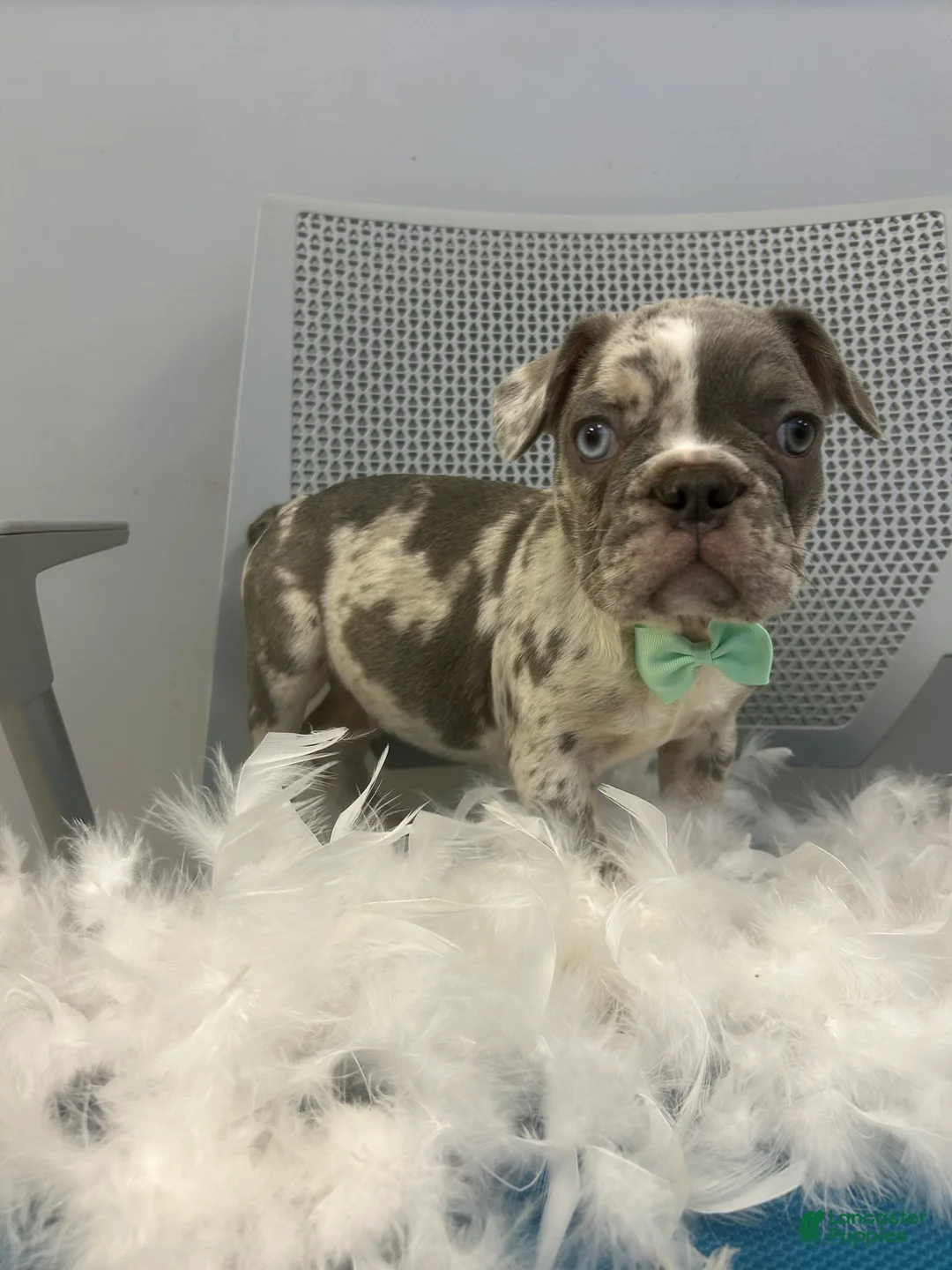 French Bulldog dogs for sale: French Bulldog Puppy 1 - Ad 2