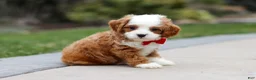 Cavapoo dogs for sale: Little Bear - Ad 3