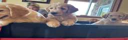 Goldendoodle dogs for sale: Orange Collar Boy - Ad 3