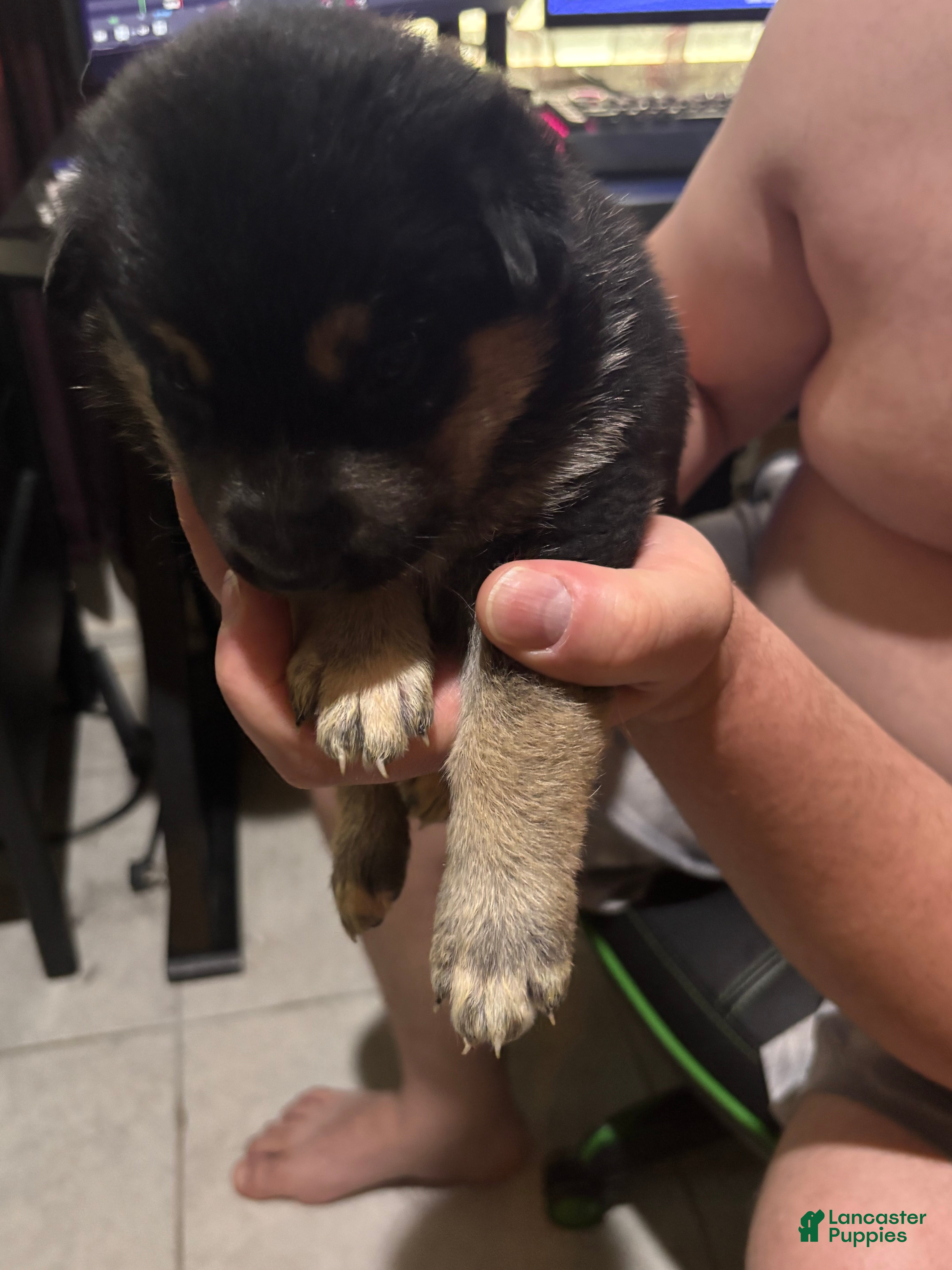 Gerberian Shepsky dogs Cheeks - Ad 7