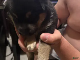 Gerberian Shepsky dogs Cheeks - Ad 7