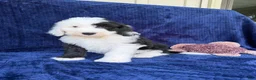 Sheepadoodle dogs for sale: Billy - Ad 3
