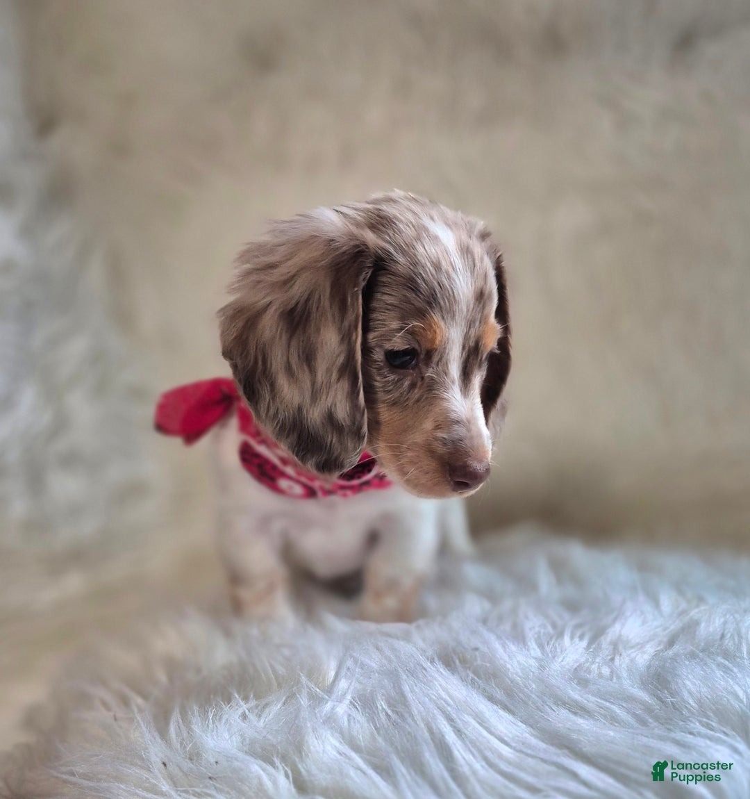 Miniature Dachshund dogs for sale: Benson - Ad 3