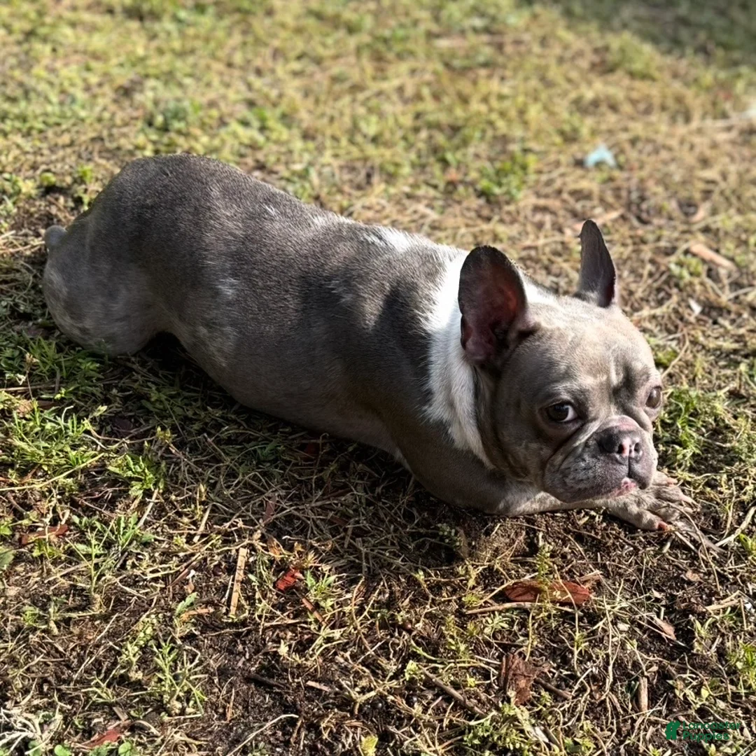 French Bulldog dogs for sale: Stormy - Ad 17