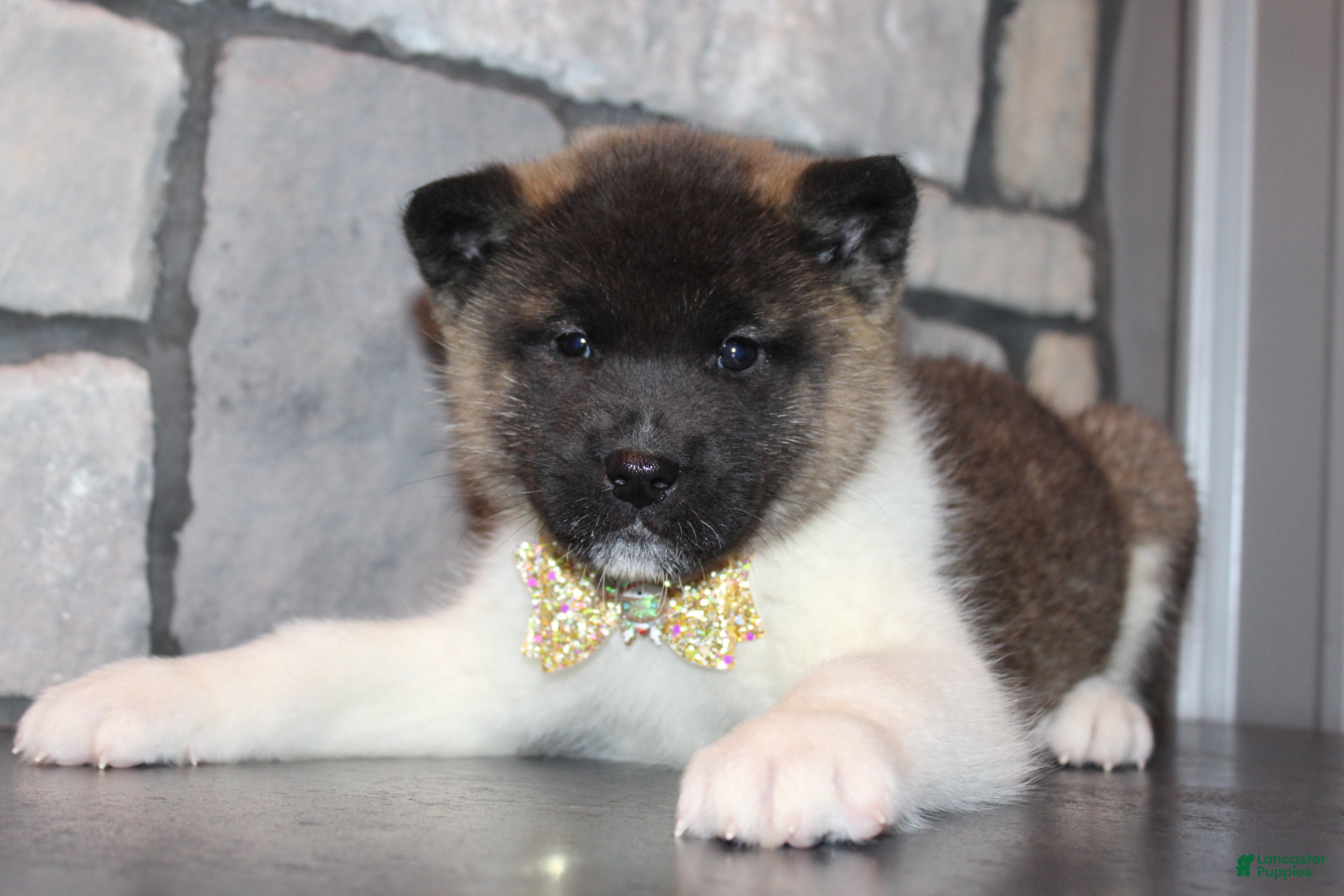 Akita dogs AKC Molly - Ad 2