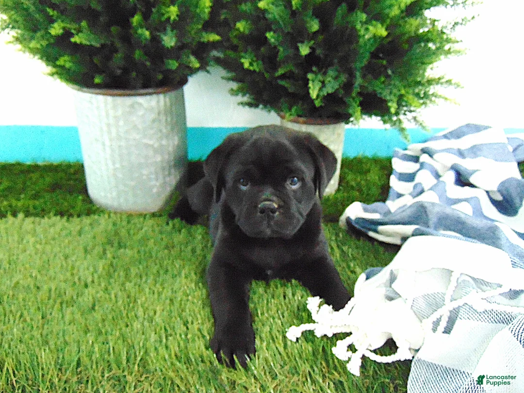 Mixed Breed dogs for sale: Sasha - Ad 1