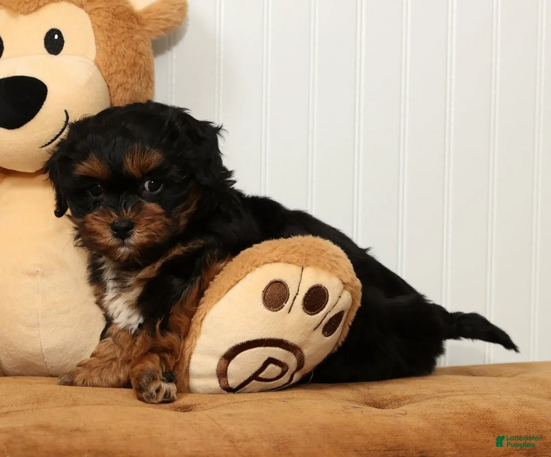 Shihpoo dogs for sale: Sherrie - Ad 5