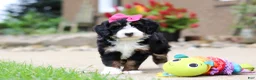 Mini Bernedoodle dogs for sale: Lemonade - Ad 5
