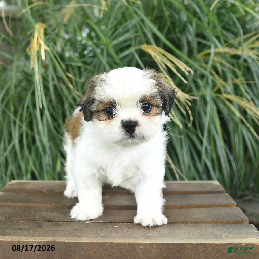 Mixed Breed dogs Misty  - Ad 1