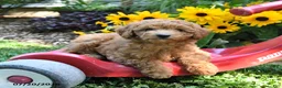Cockapoo dogs for sale: Bliss - Ad 3
