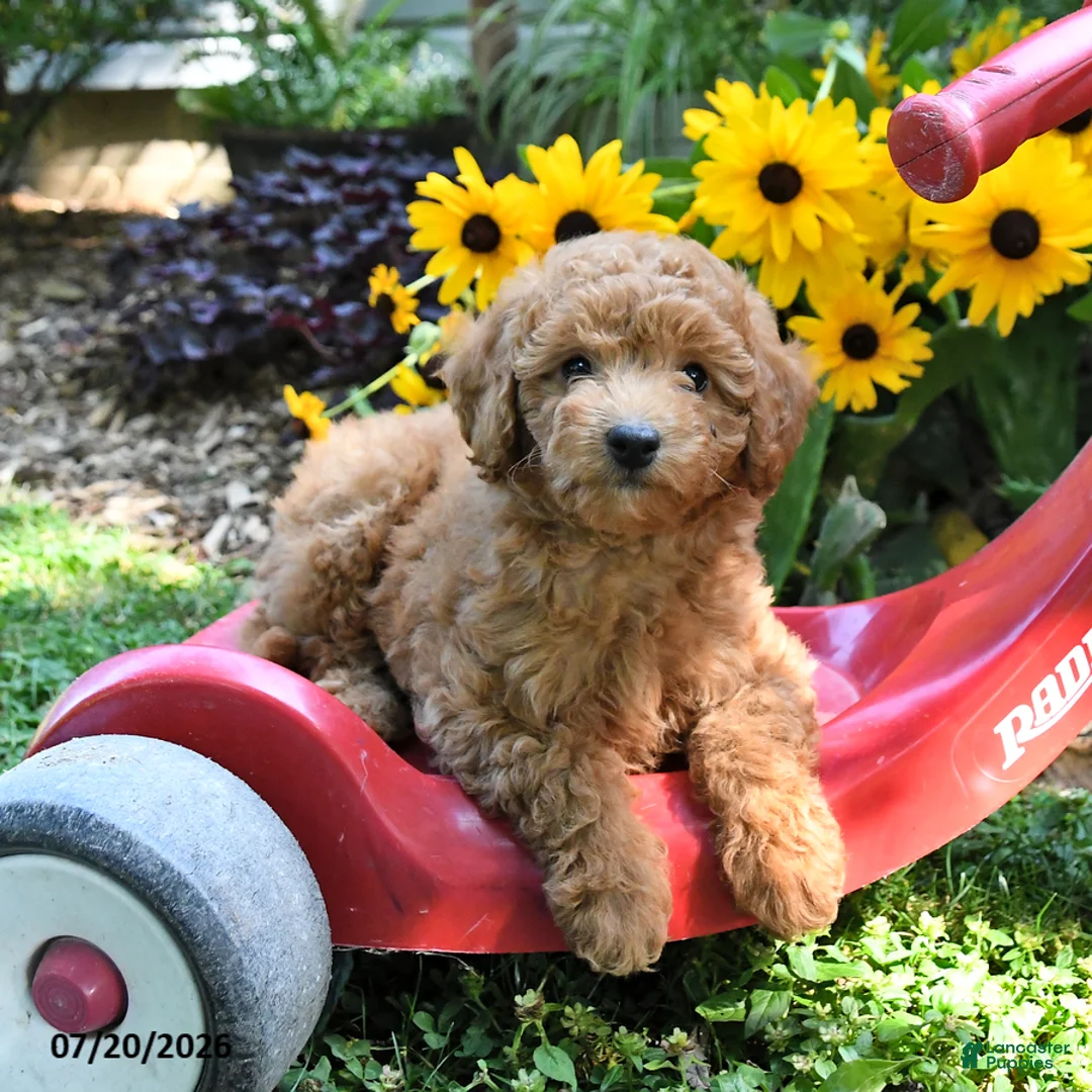 Cockapoo dogs for sale: Bliss - Ad 3