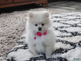 Pomeranian dogs Willow - Ad 36