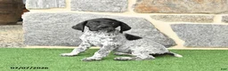 German Shorthaired Pointer dogs for sale: Rosebud - Ad 4