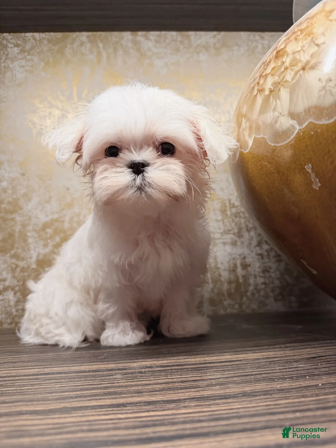 Maltese dogs for sale: Pixie - Ad 6