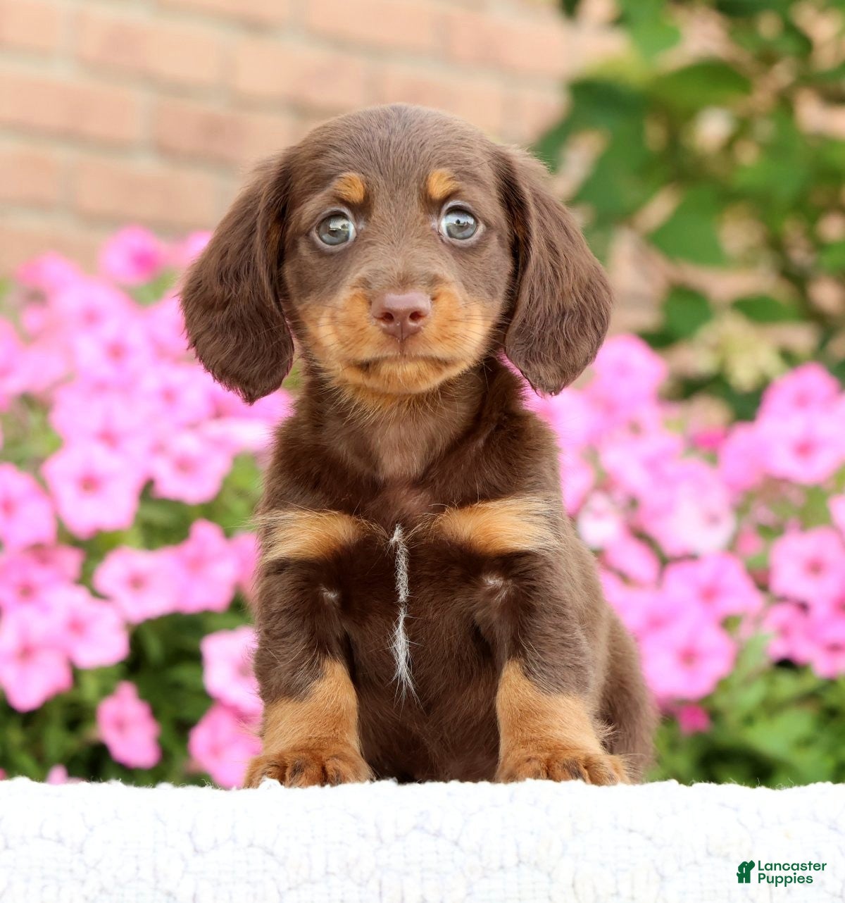 Miniature Dachshund dogs Dewey - Ad 1