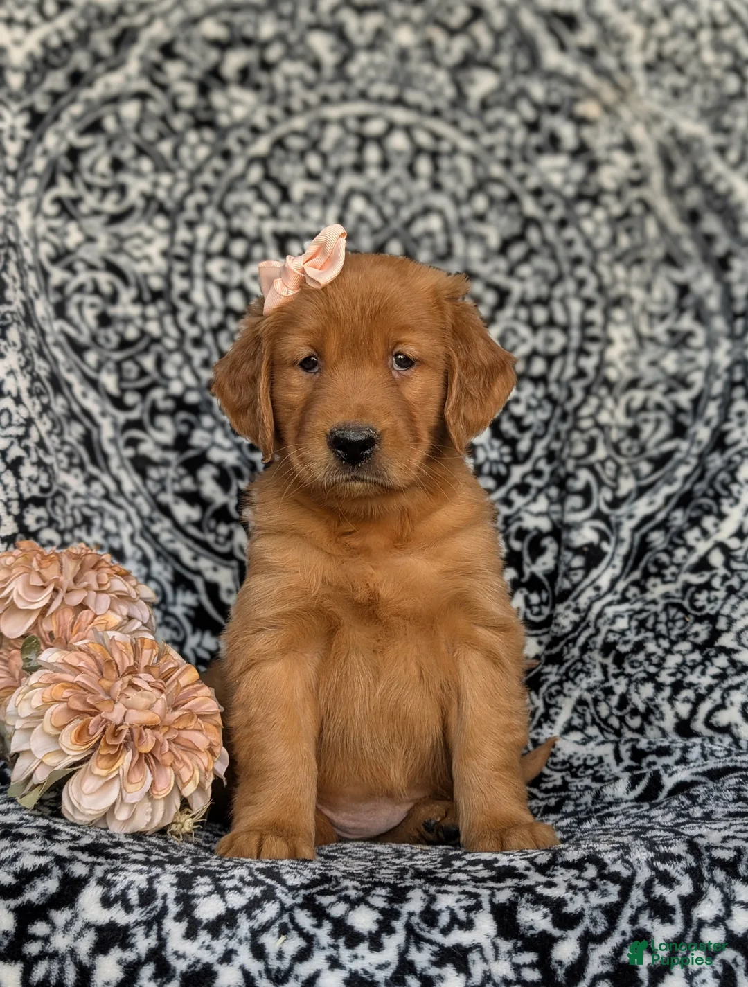 Golden Retriever dogs for sale: Macey - Ad 2