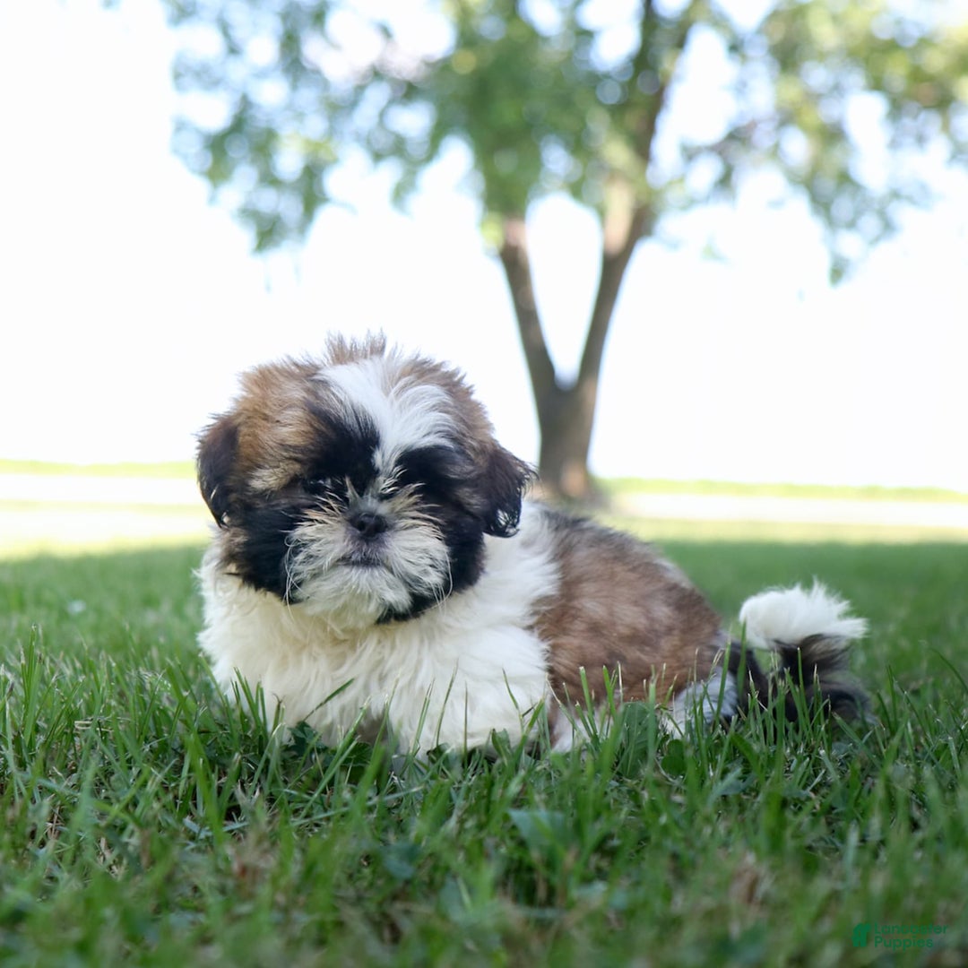 Shih Tzu dogs for sale: Charlie - Ad 8