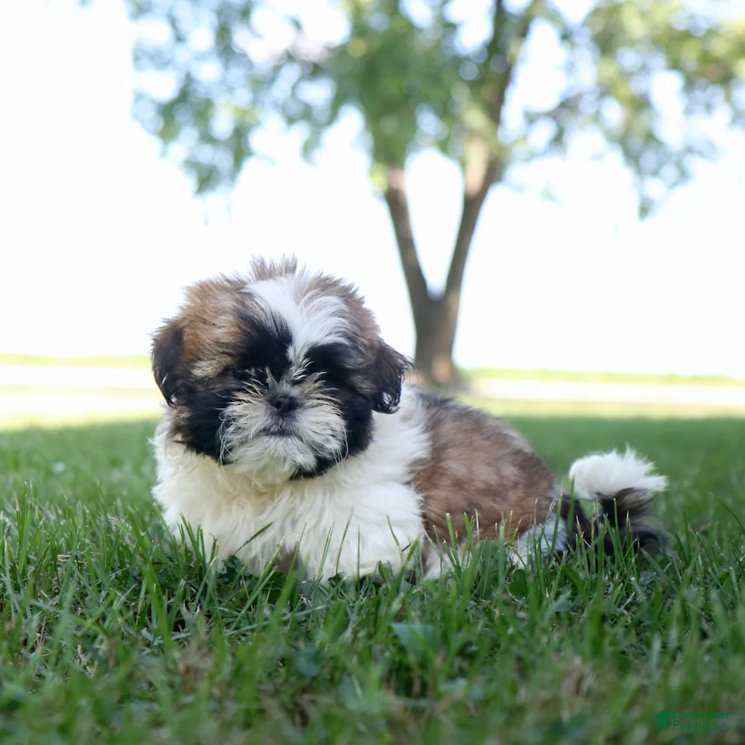 Shih Tzu dogs for sale: Charlie - Ad 8