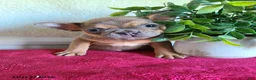 Frenchton dogs for sale: Jasper - Ad 5
