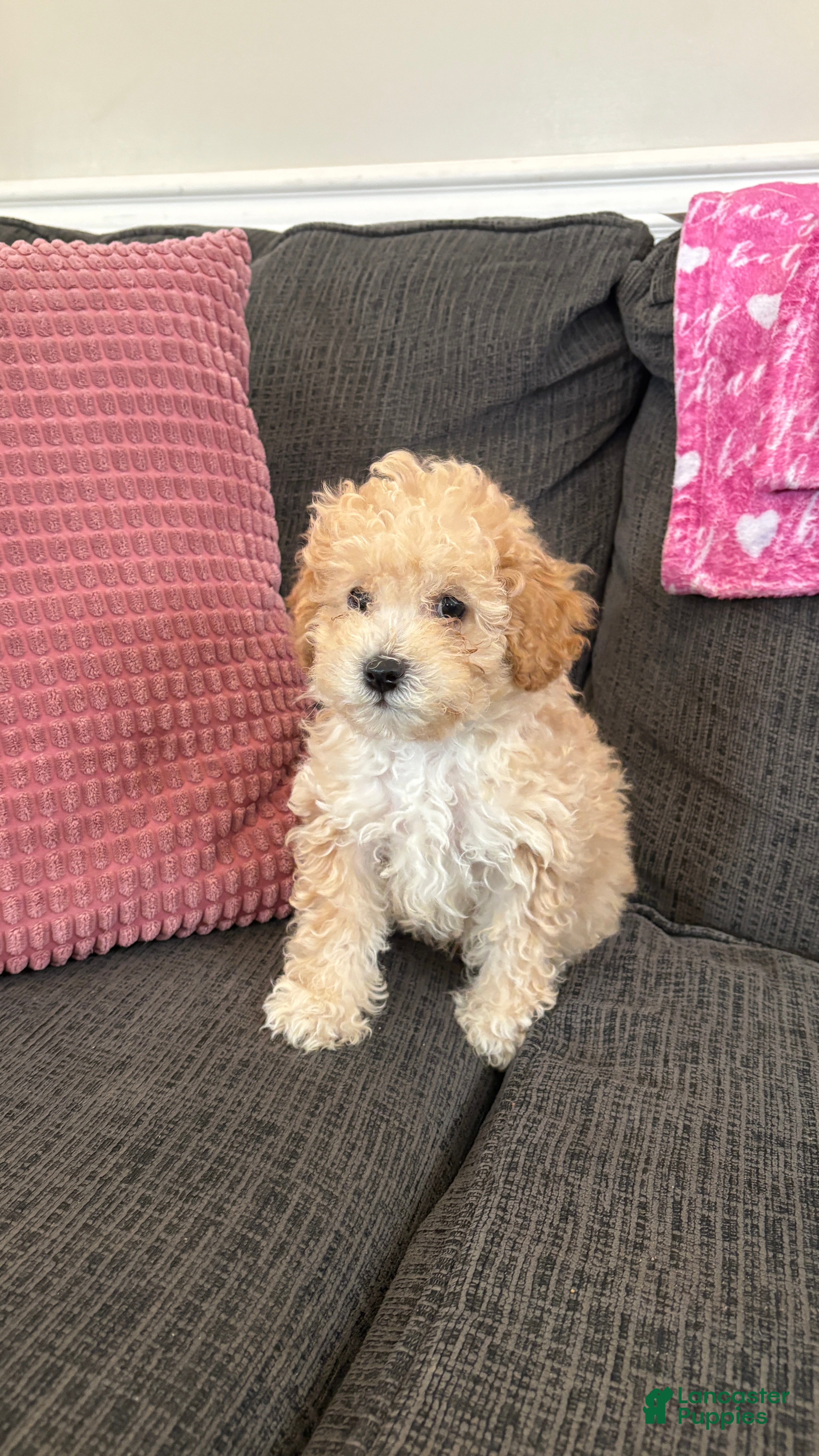 Miniature Poodle dogs Miniature Poodle 1 - Ad 1