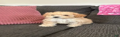 Miniature Poodle 1