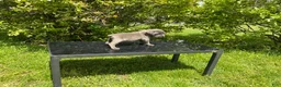Cane Corso dogs for sale: Cane Corso Puppy 7 - Ad 4