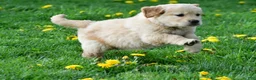 Golden Retriever dogs for sale: Cash - Ad 8