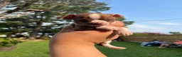 Chihuahua dogs for sale: Chihuahua 1 - Ad 5