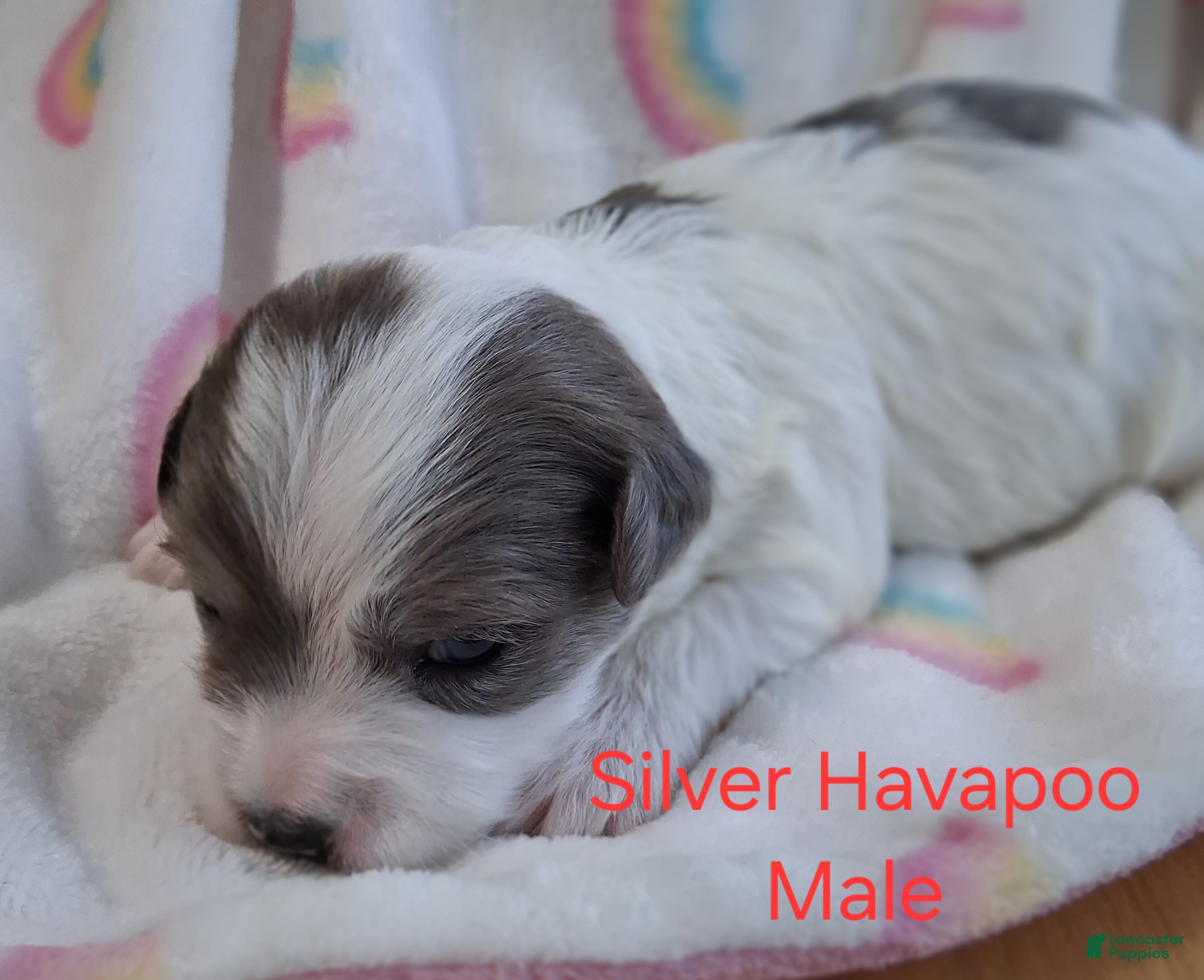 Havapoo dogs Silver/White - Ad 1