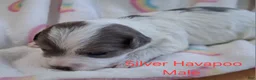 Havapoo dogs for sale: Silver/White - Ad 1