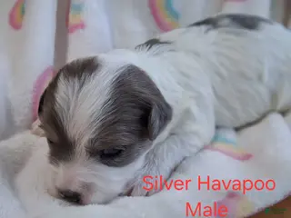 Havapoo dogs for sale: Silver/White - Ad 1