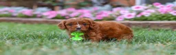 Cavapoo dogs for sale: Bodie - Ad 6