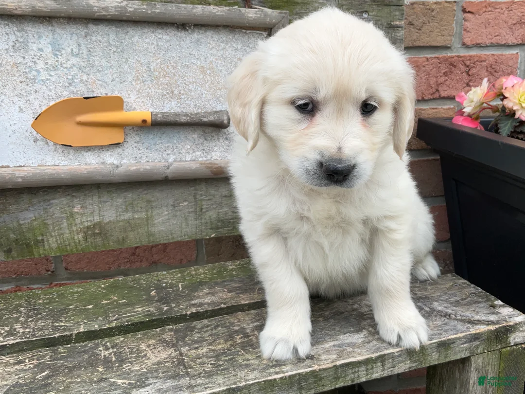 Golden Retriever dogs for sale: Sophia - Ad 2