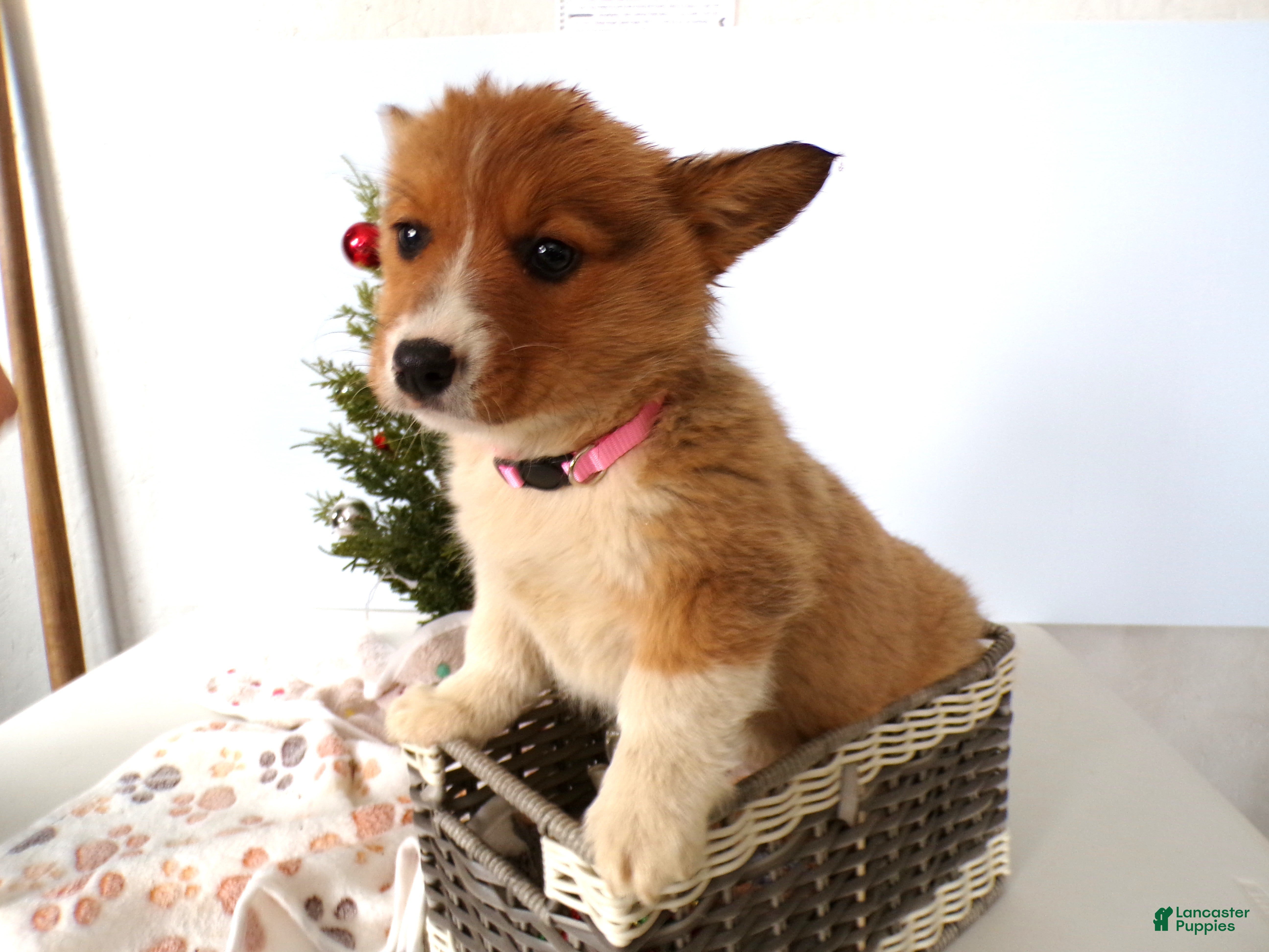 Welsh Corgi Pembroke dogs Welsh Corgi Pembroke Puppy 4 Mika - Ad 6