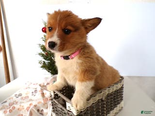 Welsh Corgi Pembroke dogs Welsh Corgi Pembroke Puppy 4 Mika - Ad 34