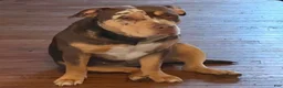 American Bully dogs for sale: American Bully 7 - Ad 7