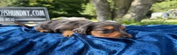 Miniature Dachshund dogs for sale: Special boy discounted!!! - Ad 3