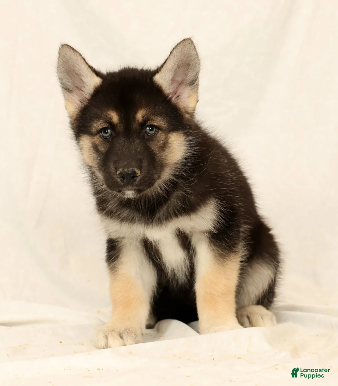 Gerberian Shepsky dogs for sale: Tessa - Ad 1