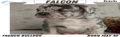 Falcon