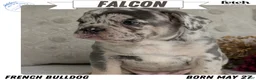French Bulldog dogs for sale: Falcon - Ad 1