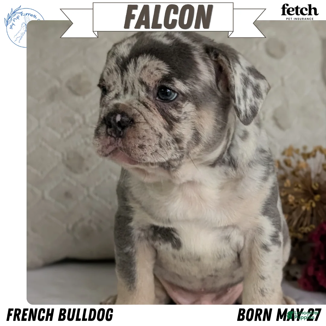 French Bulldog dogs for sale: Falcon - Ad 1