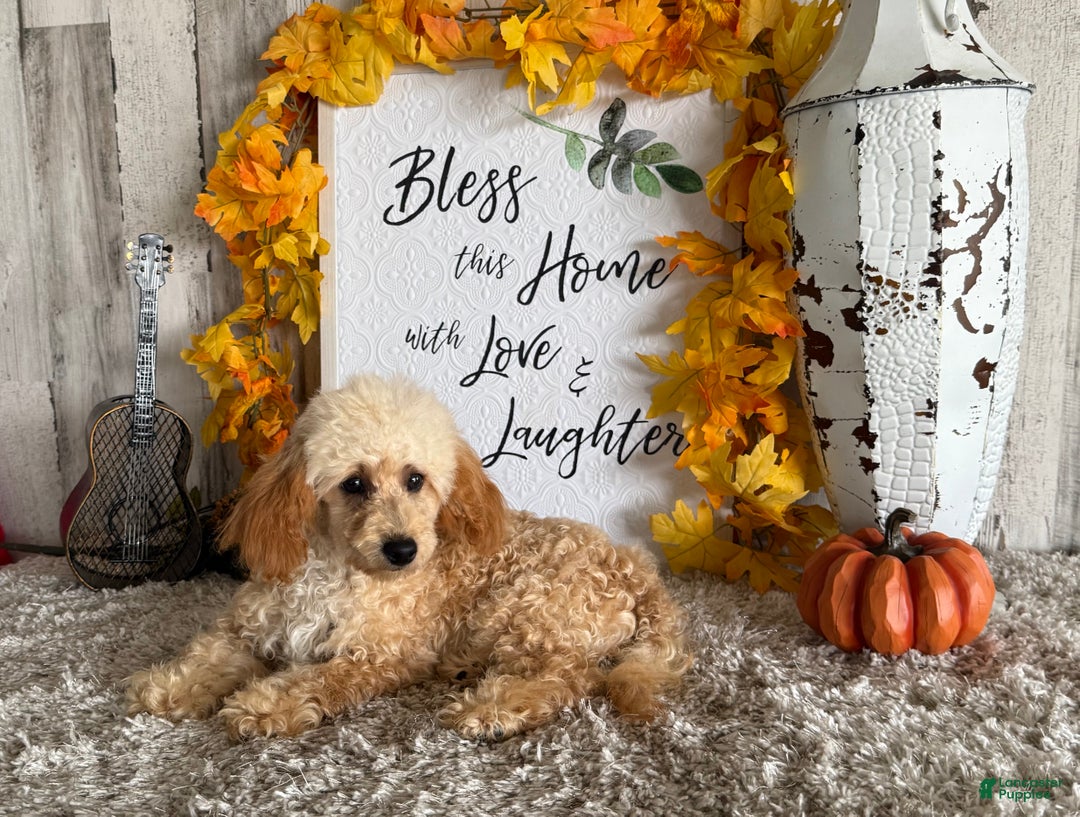 Maltipoo dogs for sale: Eldo - Ad 13